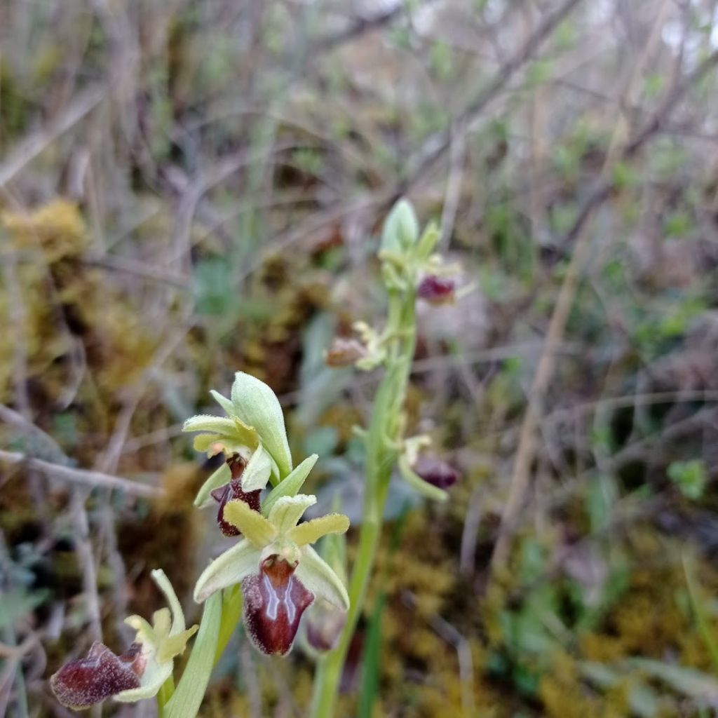 orchidee-Casentino
